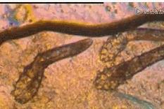 很久没用的枕芯怎么清洗,枕芯脏了枕套拿不下来怎么洗