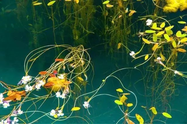 驻足眼前美景,泸沽湖的静谧之美