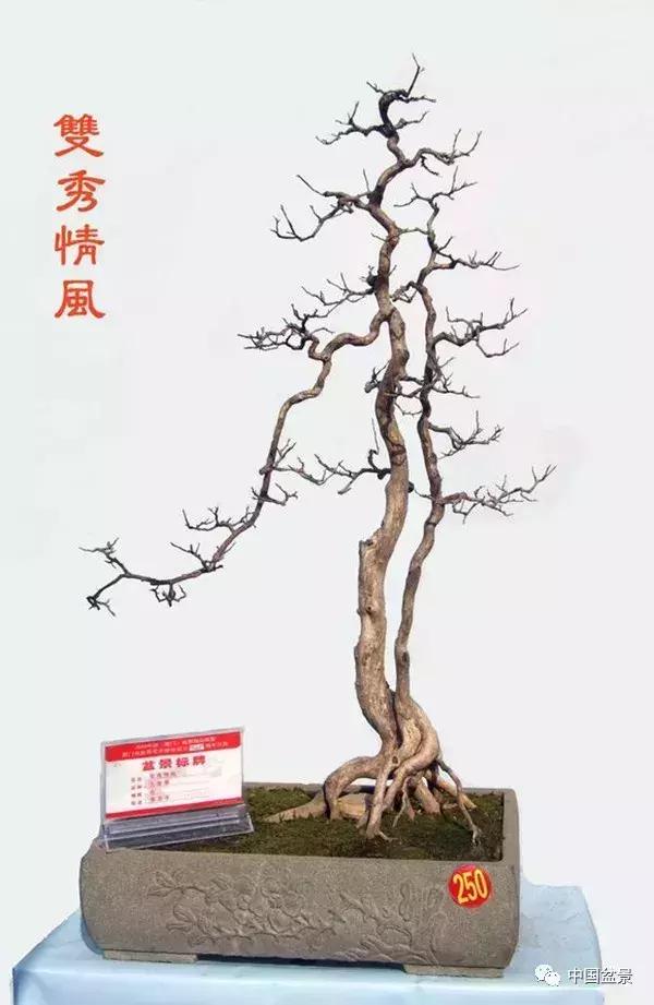 一本双杆式映山红盆景,一本双杆黄杨盆景制作全过程