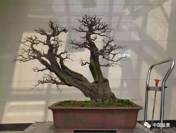 一本双杆式映山红盆景,一本双杆黄杨盆景制作全过程