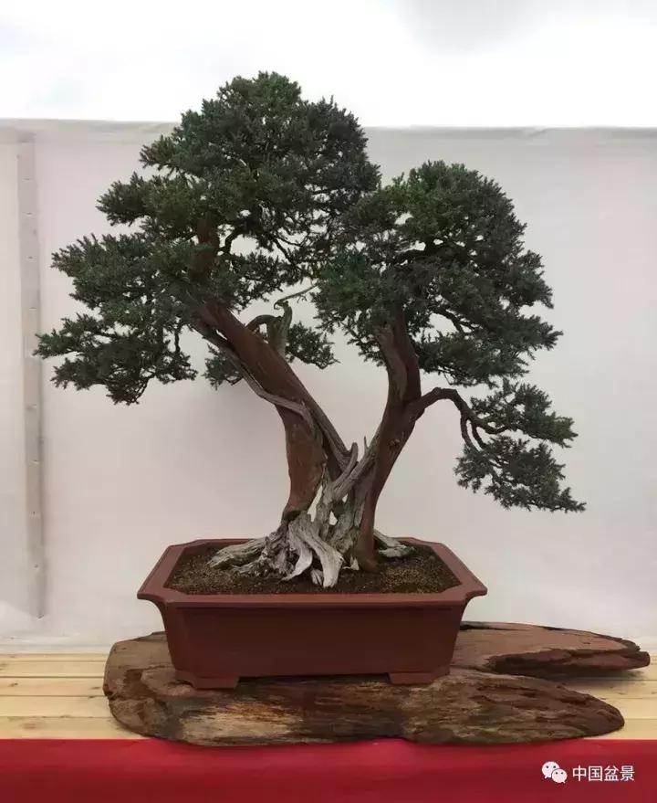 一本双杆式映山红盆景,一本双杆黄杨盆景制作全过程