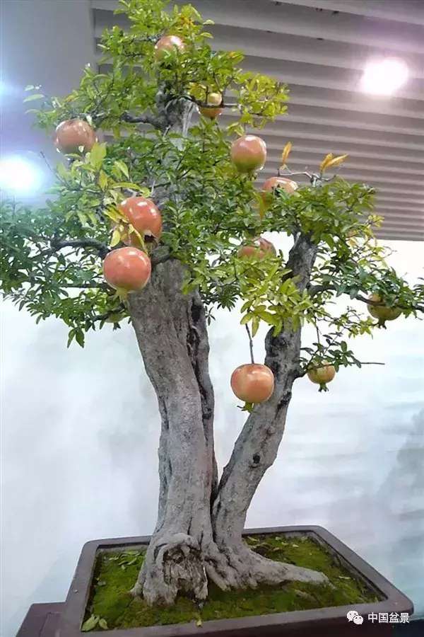 一本双杆式映山红盆景,一本双杆黄杨盆景制作全过程