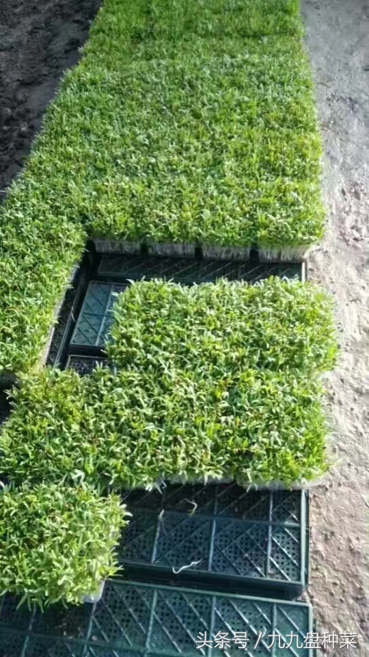 用塑料盒种植芽苗菜,如何用盒子种芽苗菜