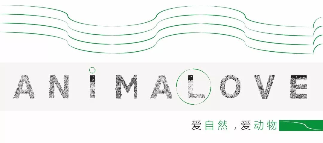 鸟和人类基因相似度多少,鸟和猫的智商哪个高