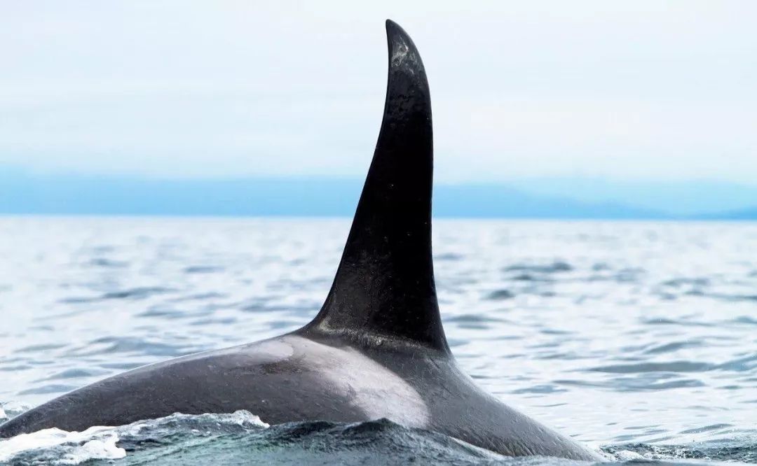 鸟和人类基因相似度多少,鸟和猫的智商哪个高