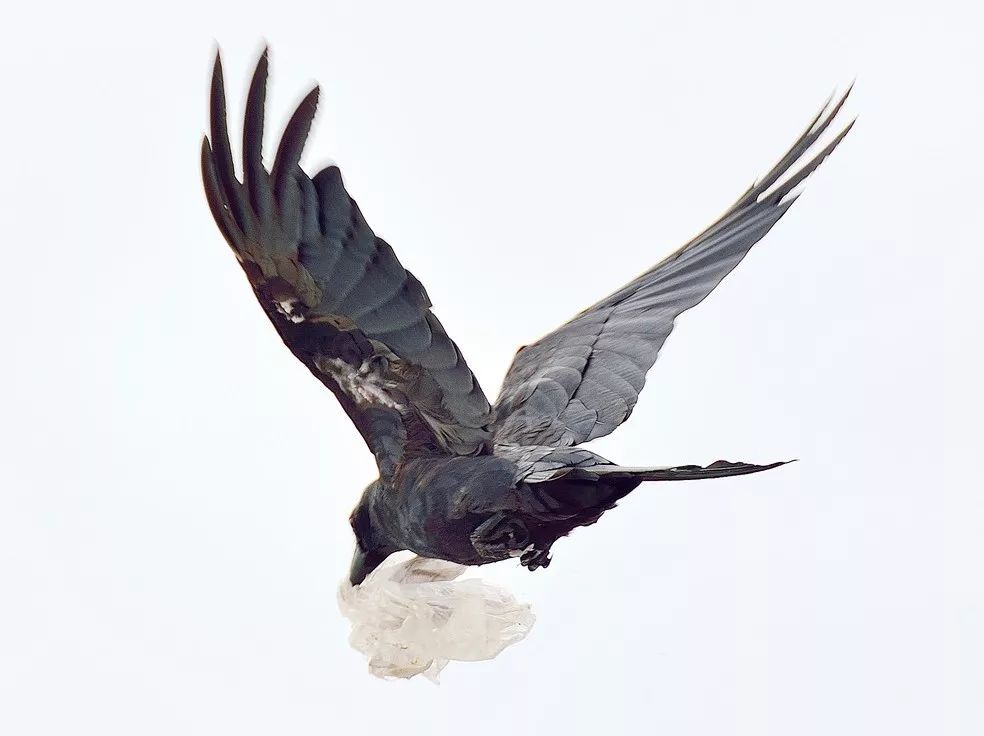 鸟与豚，高智商动物群像