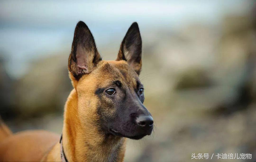 最好护卫犬马犬,各国最受欢迎的犬种