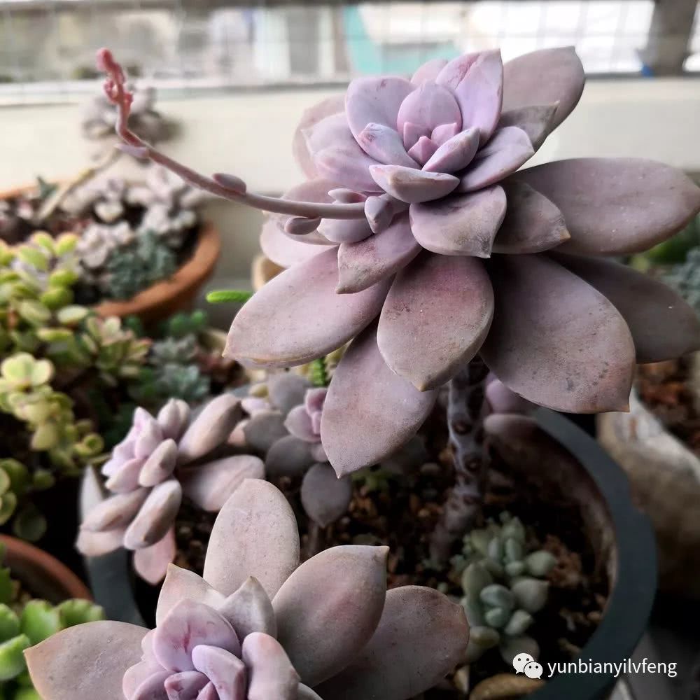 多肉华丽风车和紫乐的区别,多肉华丽风车断头了怎么办