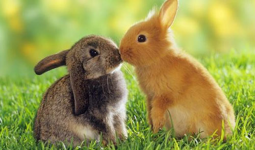 好养的迷你宠物推荐,推荐最好养的迷你宠物