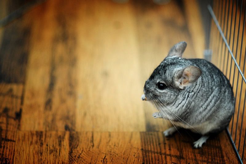 好养的迷你宠物推荐,推荐最好养的迷你宠物