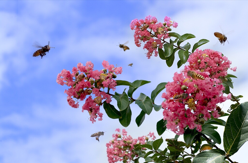 赞美小蜜蜂的诗句,赞美勤劳的小蜜蜂诗词