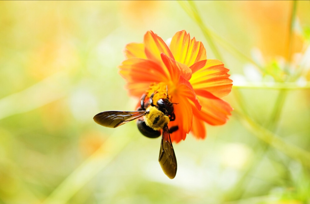 赞美小蜜蜂的诗句,赞美勤劳的小蜜蜂诗词