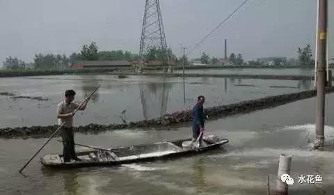 鱼苗白嘴白须怎么回事,鱼苗白头白嘴用什么药