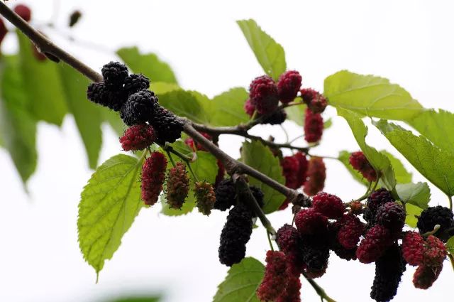 桑葚白果病怎么形成的,桑葚白果病用什么杀菌剂最好