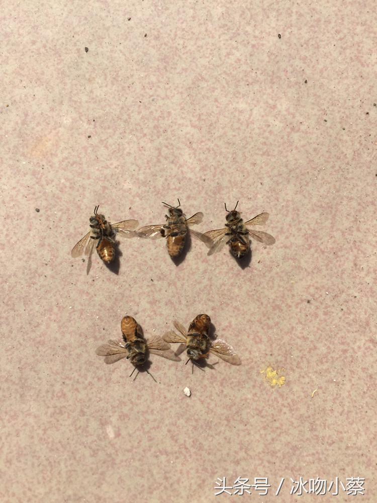 蜜蜂农药中毒带回来的蜜有毒吗,蜜蜂农药中毒怎么解救