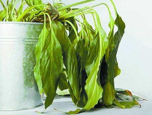 绿植浇了水还是枯萎了,绿植怎么浇水不会死