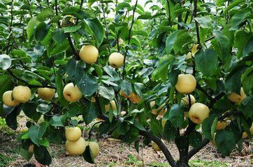 南阳博望规划图,南阳博望最新规划图