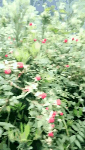 520表白季你的礼物准备好了吗,520告白季给你们最满意的礼物