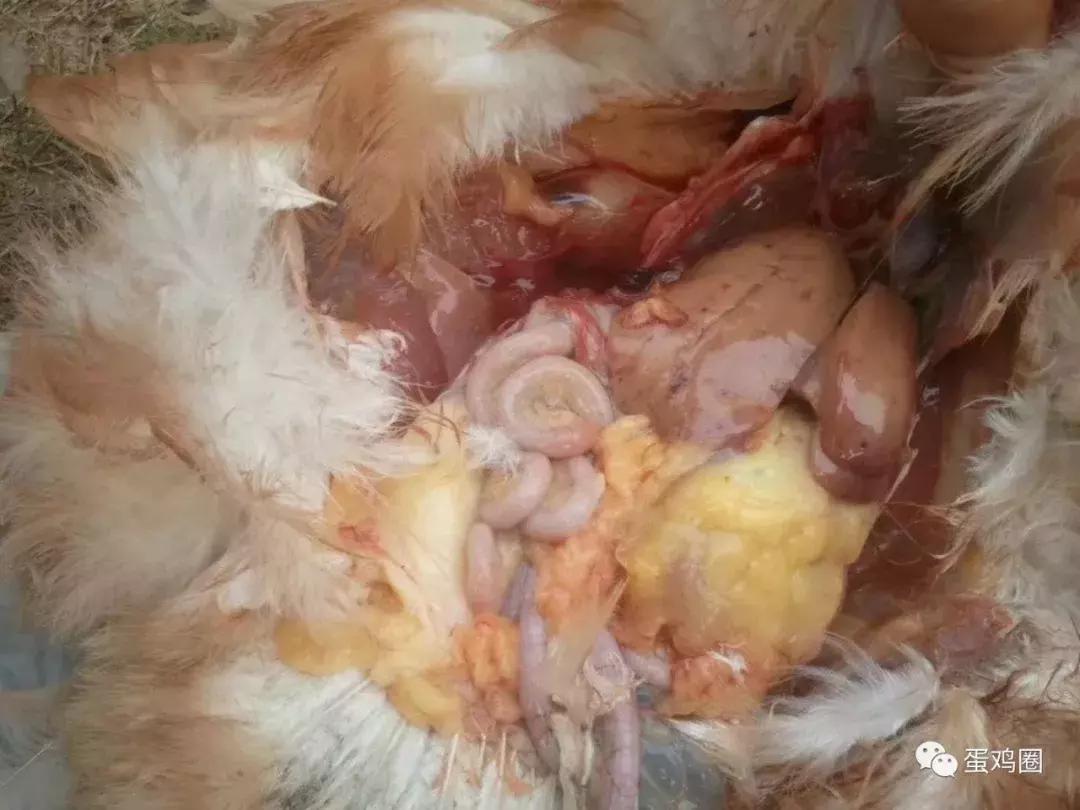 一例蛋鸡场夏秋常见白冠病例(住白细胞原虫病例)分享