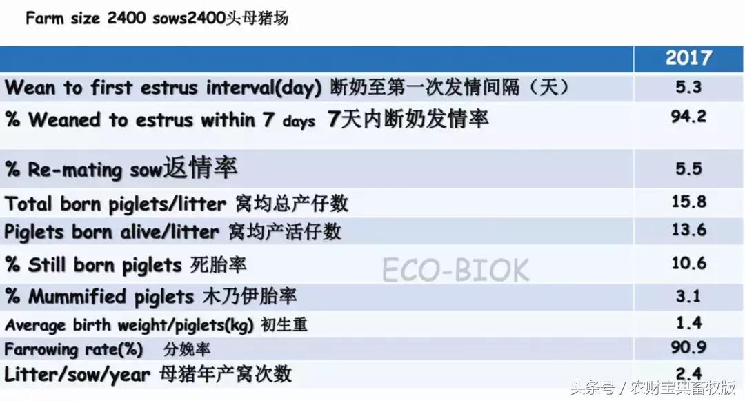 国内猪场PSY能否达到30？关键在于提高人工授精的成功率