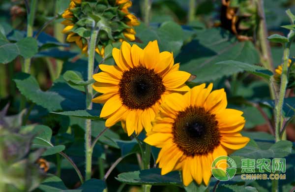 2023葵花籽市场行情分析,今年下半年葵花籽行情走势