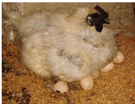 深度揭秘鸡是怎么受精的