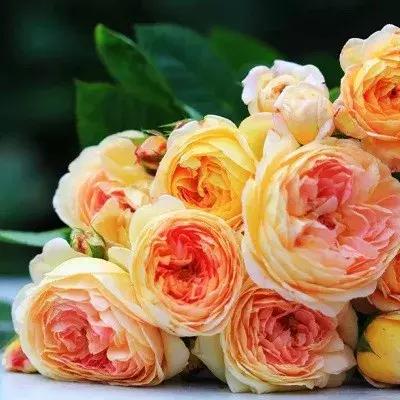 月季玫瑰蔷薇有哪些区别,月季玫瑰蔷薇三者有何区别