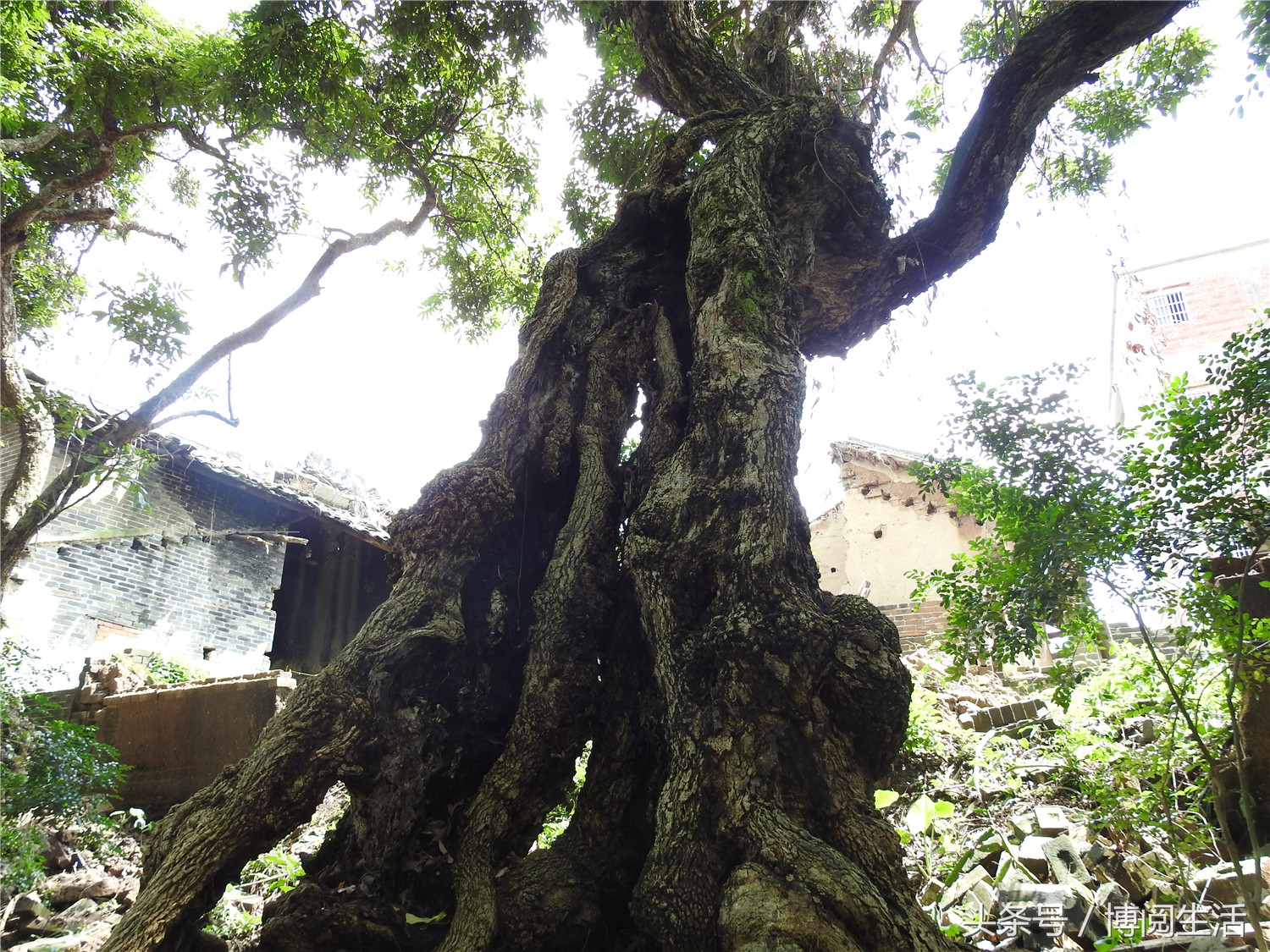 郁南历史建筑,郁南县大湾古民居建筑群