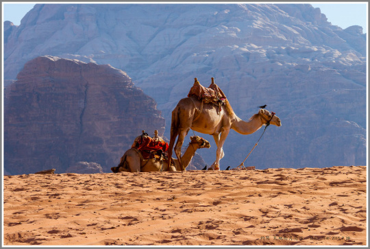 佳能80d和5d2怎么选,佳能5d2和80d拍照对比