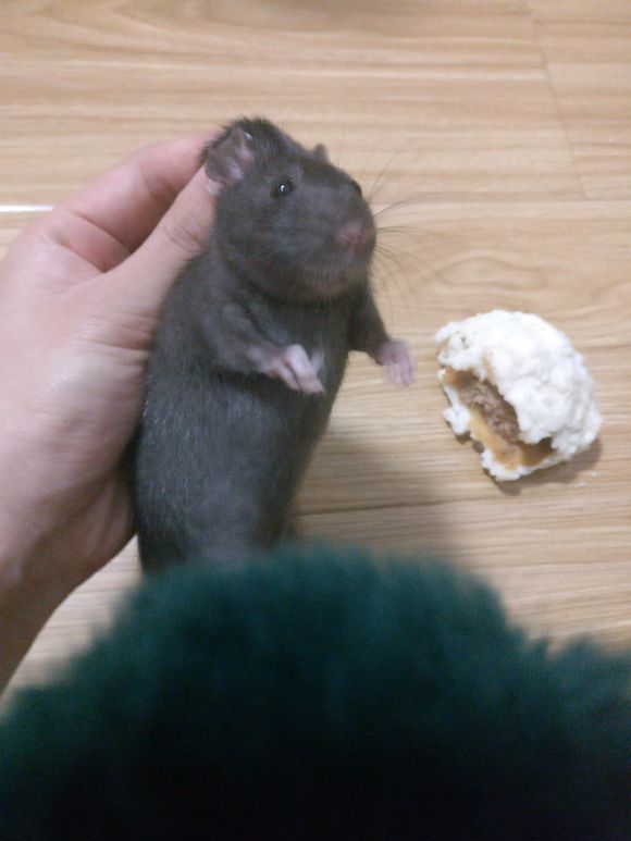 花枝鼠吃东西太疯狂了,花枝鼠偷东西吃