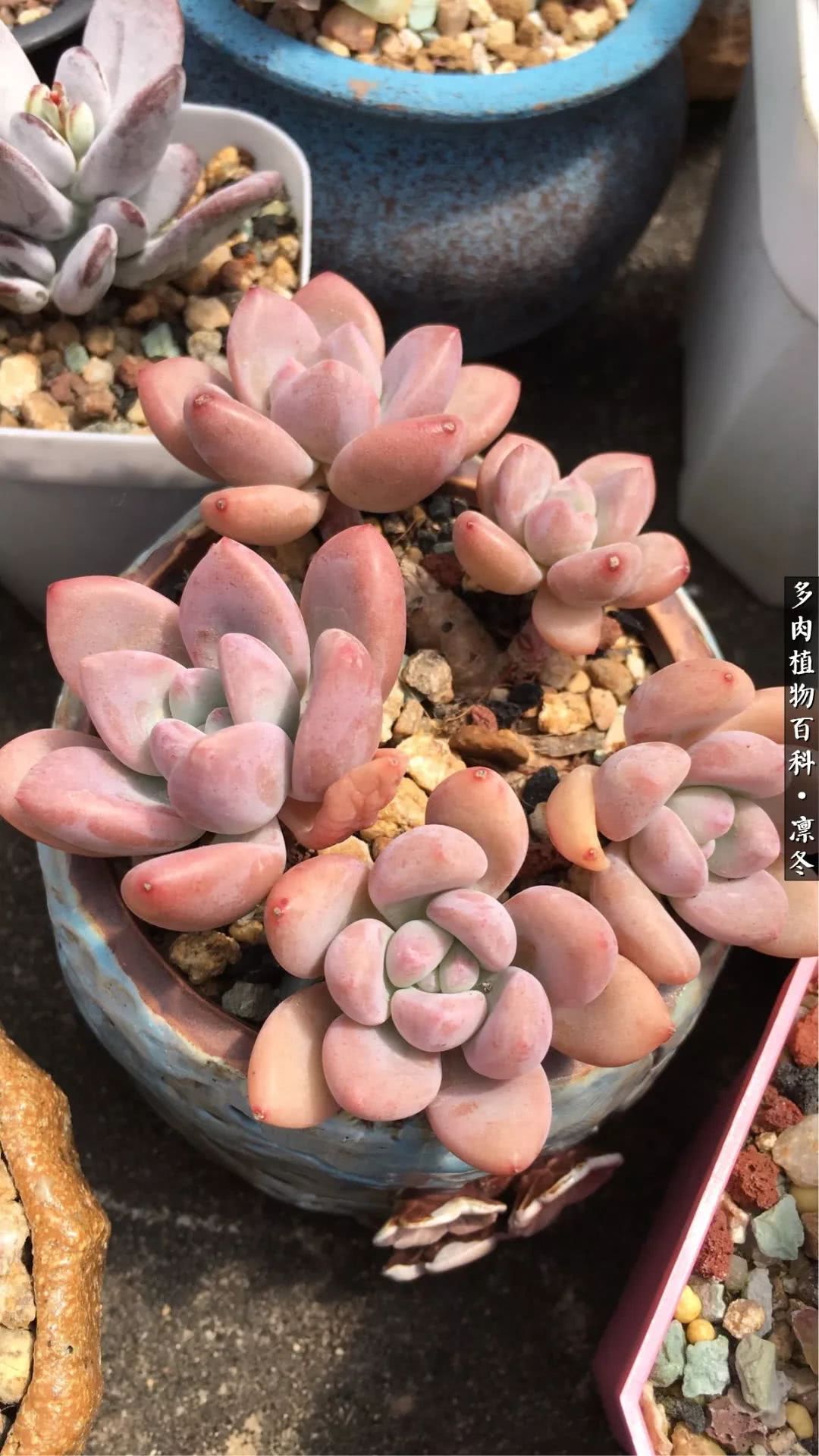 一入装修深似海从此钱包是路人,一入花坑深似海从此钱包成路人