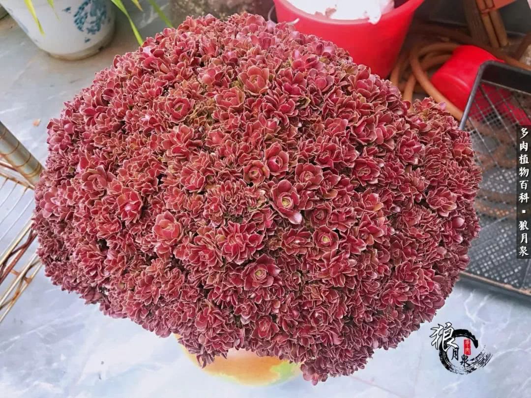 多肉度夏的前期准备,多肉度夏前杀菌