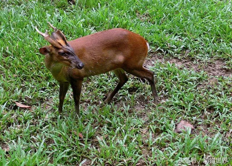 是鹿而非鹿的动物-麂