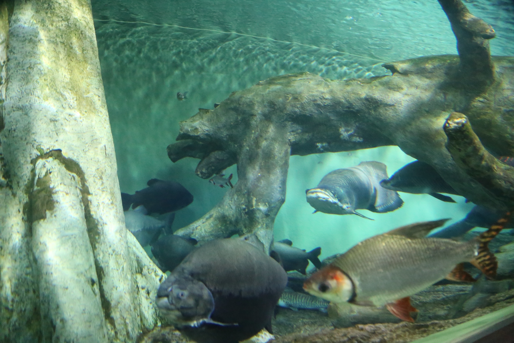 上海迪士尼值得带孩子玩吗,上海迪士尼攻略带孩子必备