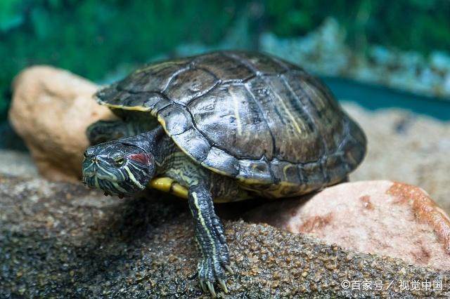 新手养龟推荐龟粮,养龟新手