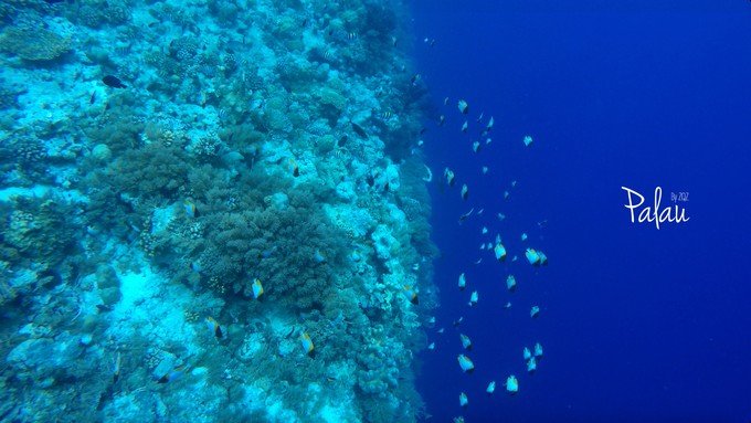 帕劳浮潜一次大概多少钱,帕劳浮潜穿泳衣还是泳裤