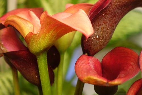 马蹄莲什么特点好养活呢,马蹄莲的养护要点有哪些