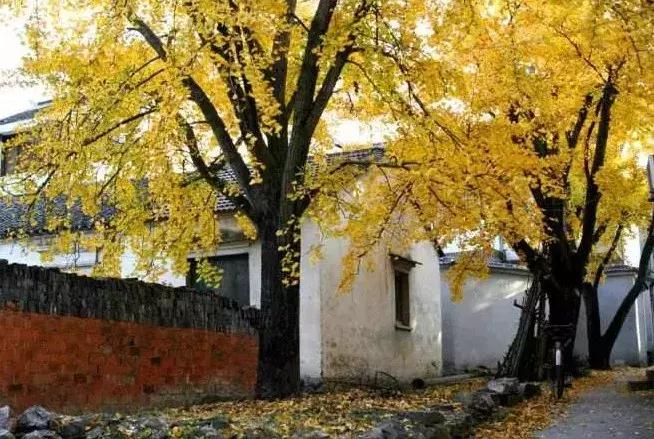 苏州东山西山风景区哪个更值得去,苏州西山风景区有什么好玩的地方