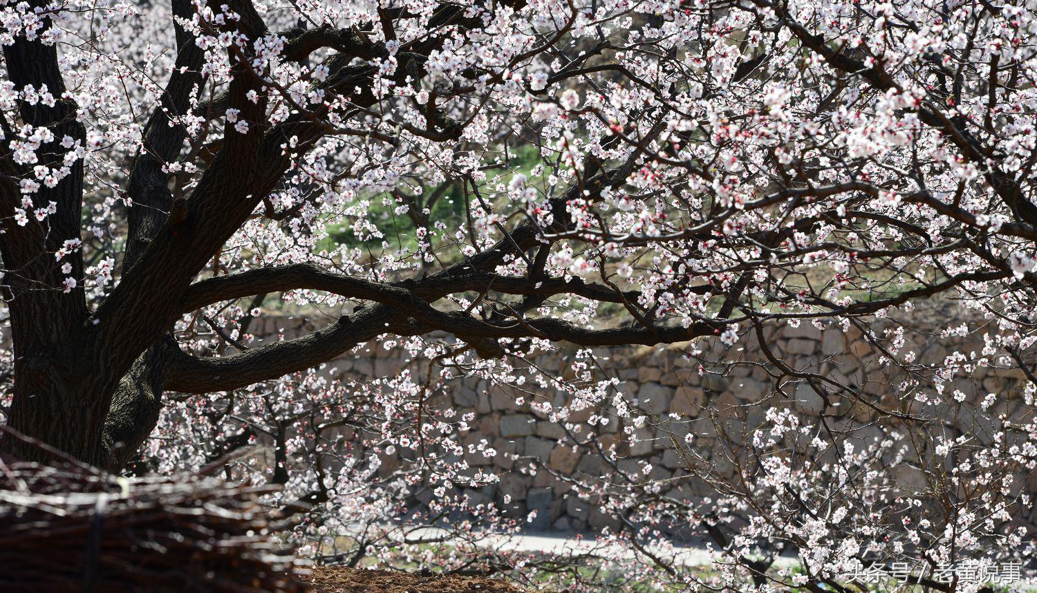 杜牧诗中的杏花村到底在哪里,牧童遥指的杏花村到底是哪里