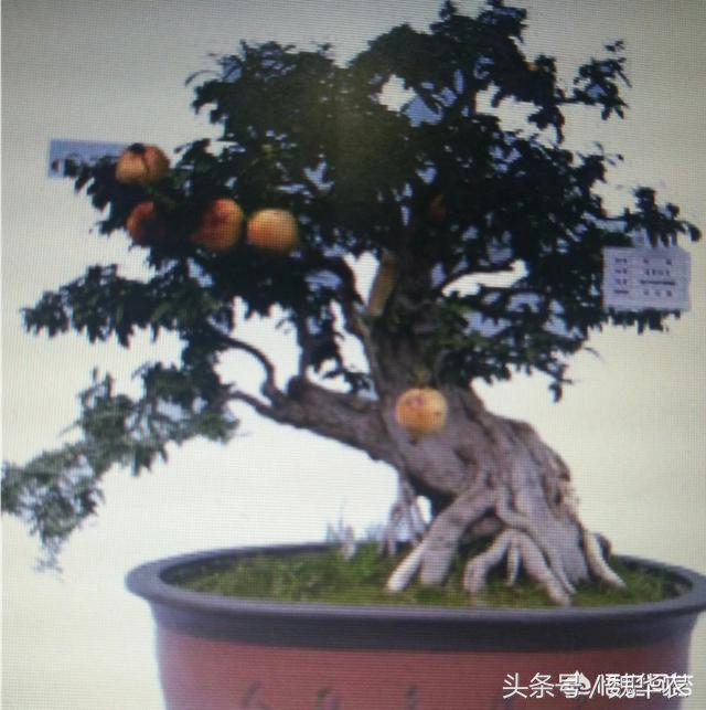 石榴树盆景养护方法,石榴什么时候落叶什么时候长叶