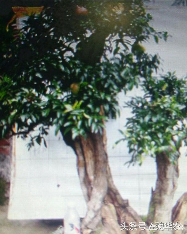 石榴树盆景养护方法,石榴什么时候落叶什么时候长叶