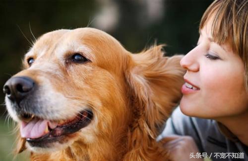 印度耳朵清理护理,如何护理宠物