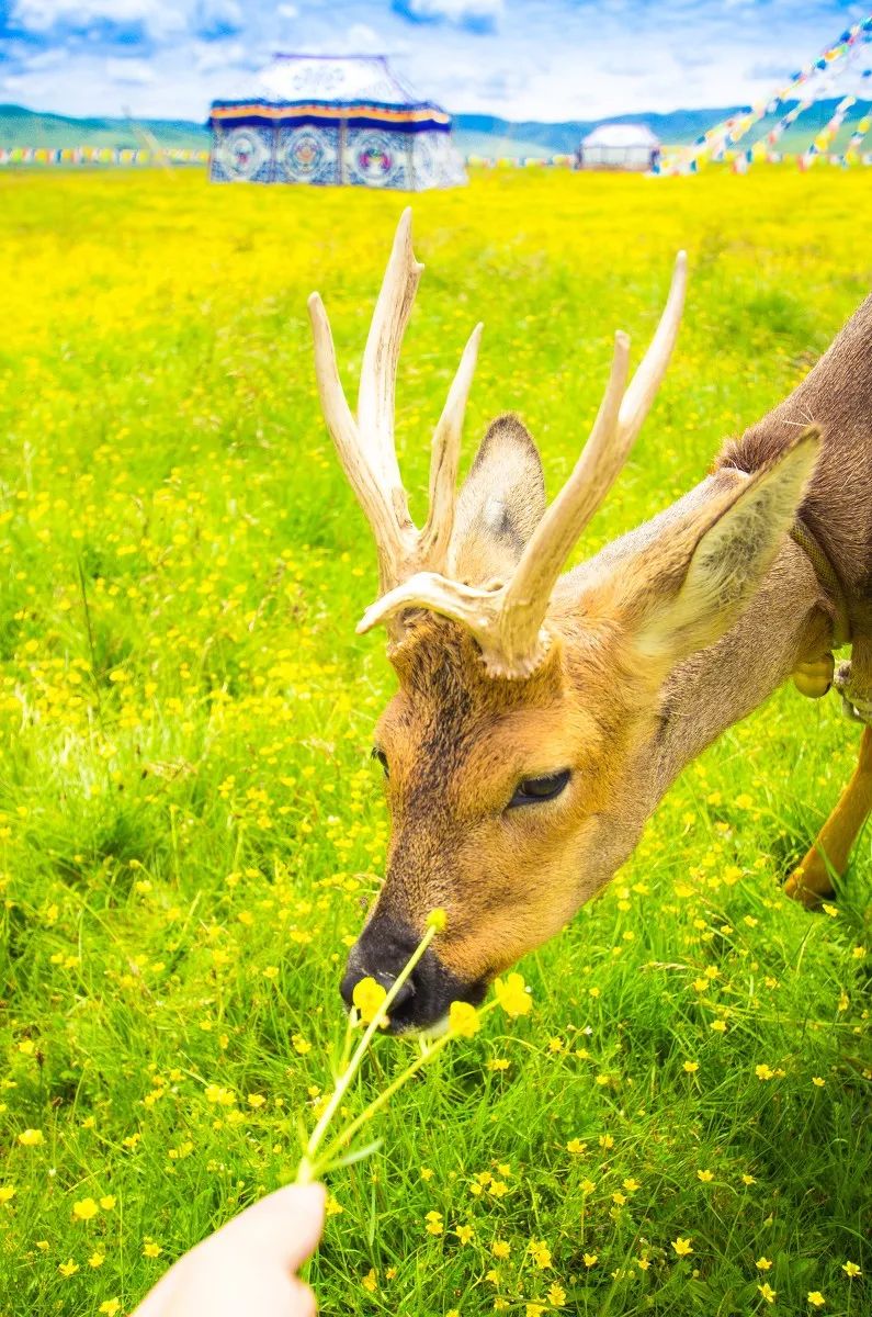 连绵的群山、广袤的草原、蜿蜒的河流……它就是独一无二的若尔盖