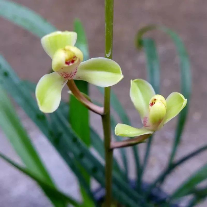 中华水仙-建兰四季兰新名品