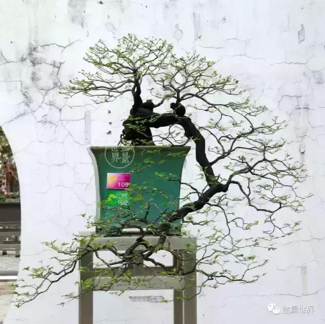 黑骨香盆景,黑骨香盆景造型视频大全