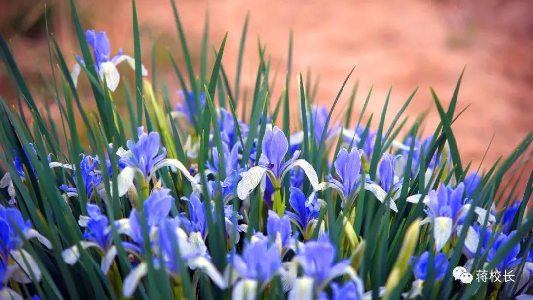 临终前压根不在乎身上还插着几根管子……真正的国士无双！