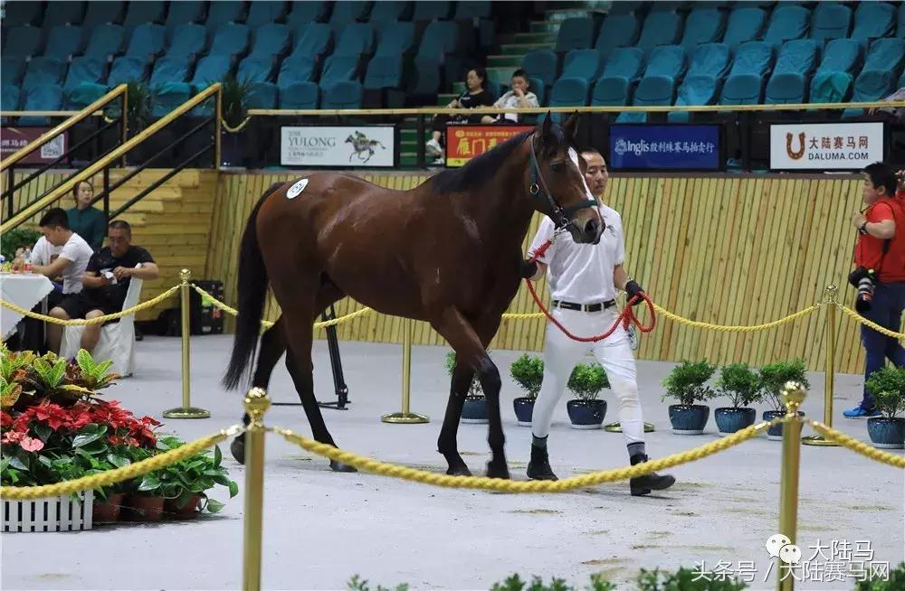 山西玉龙马业拍卖会,中国马拍卖会