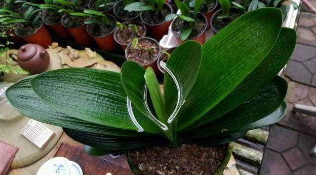 君子兰怎么摆放叶片才能不歪斜,君子兰叶片歪斜特别严重怎么矫正