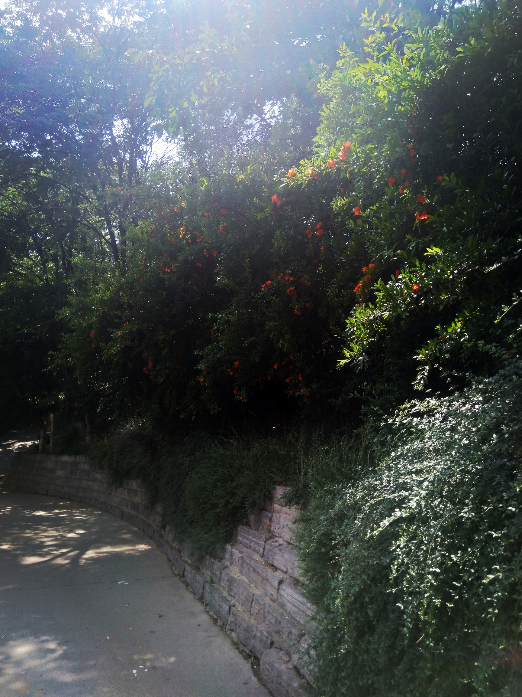 李白云想衣裳花想容这首诗背景,云想衣裳花想容李白给谁写的诗