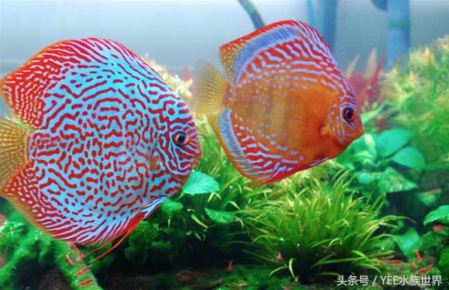 我的龙鱼王者修炼记，秘籍其实很简单